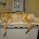 Bloat in German Shepherd Dogs
