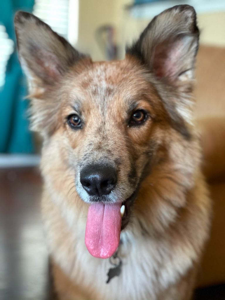German Shepherd Australian Shepherd Mix Spirited and Courageous