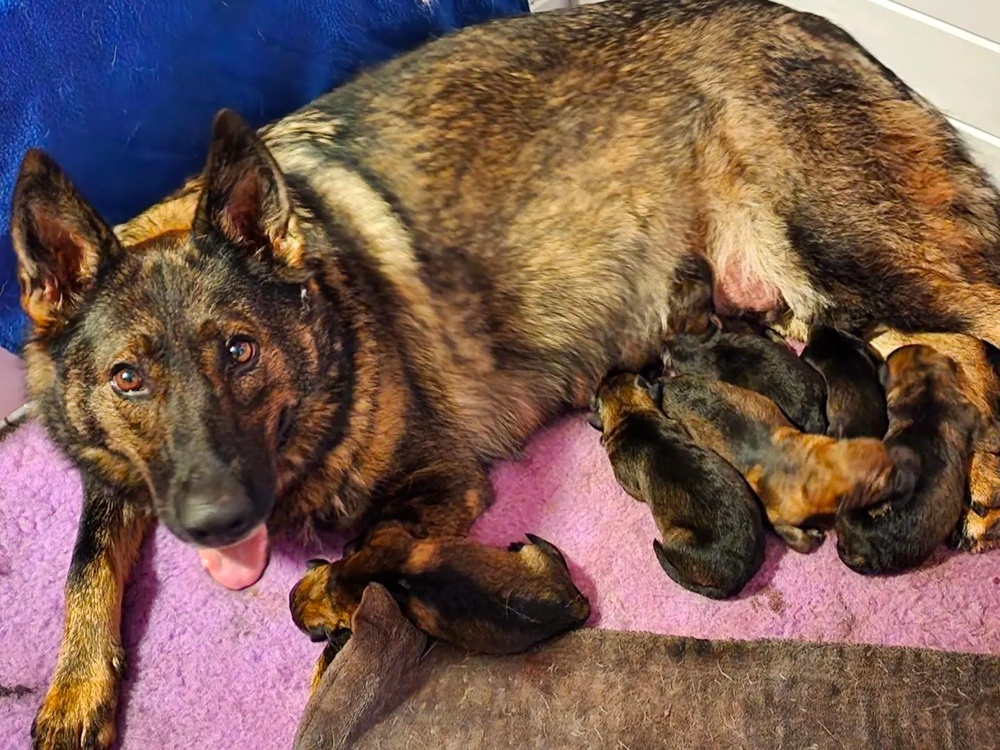 German Shepherd Breeders