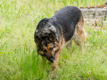 German Shepherd Dog Eating Grass