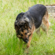 German Shepherd Dog Eating Grass