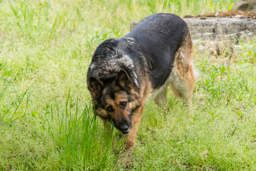 German Shepherd Dog Eating Grass