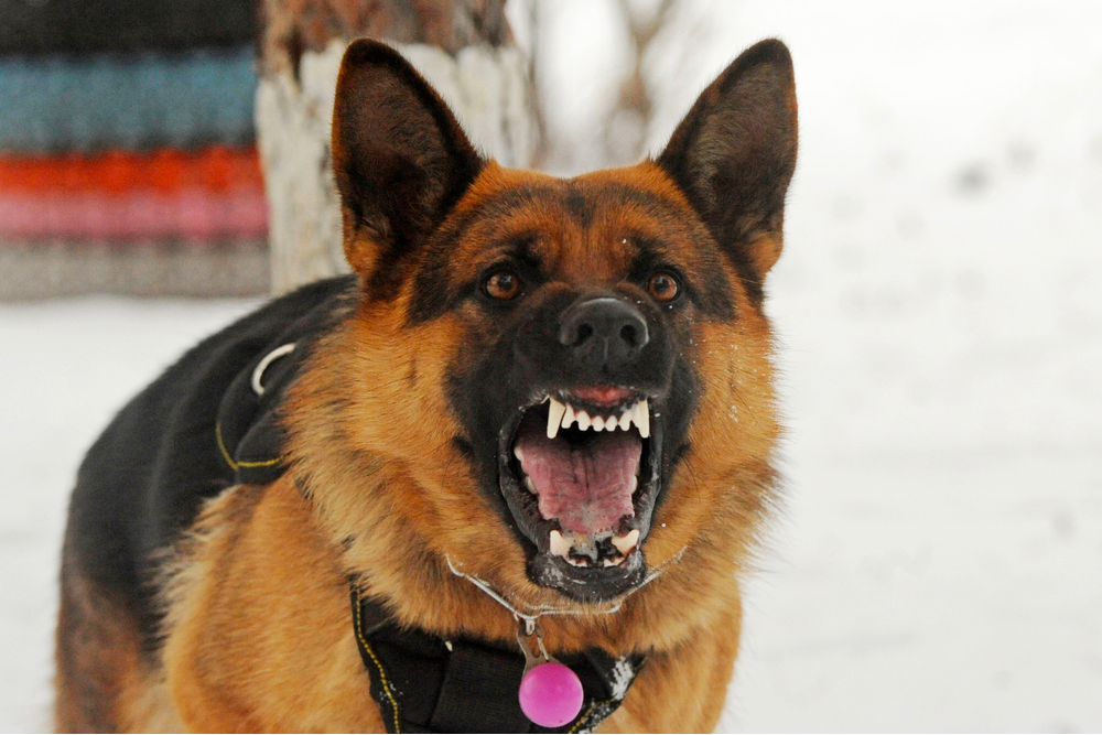 German Shepherds Overly Aggressive