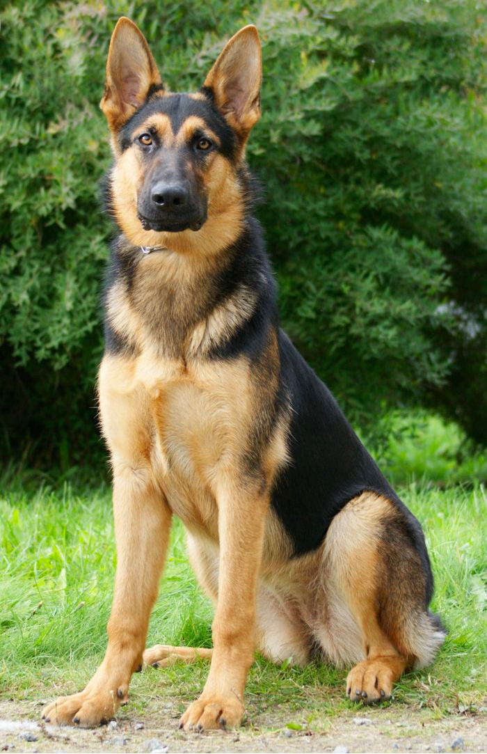 German Shepherds with Long Lean Legs