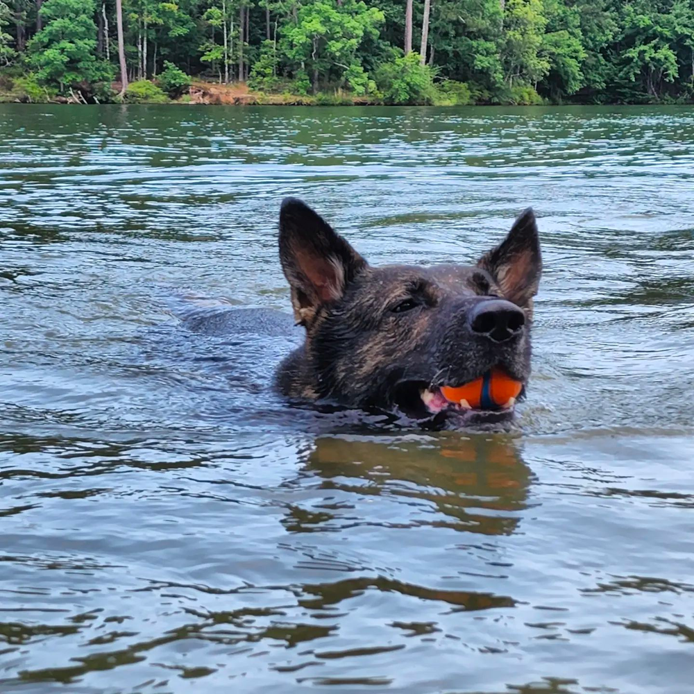 German shepherd High Energy