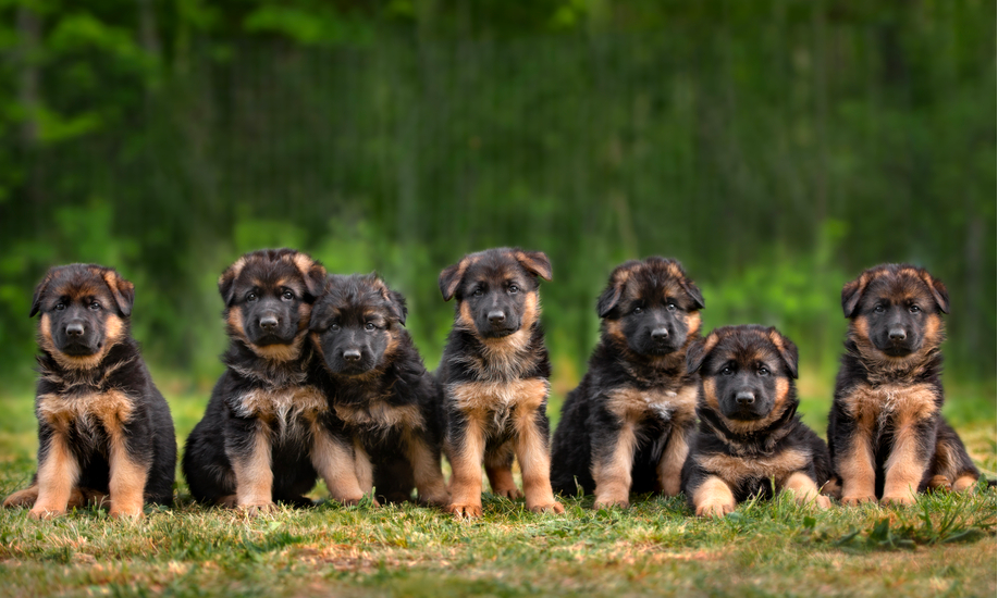 Golden Ridge Farm German Shepherds