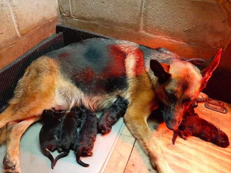 Top 9 Best German Shepherd Breeders in South Carolina (SC)