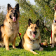 Healthy German Shepherds