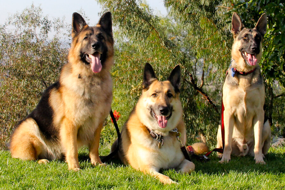 Healthy German Shepherds