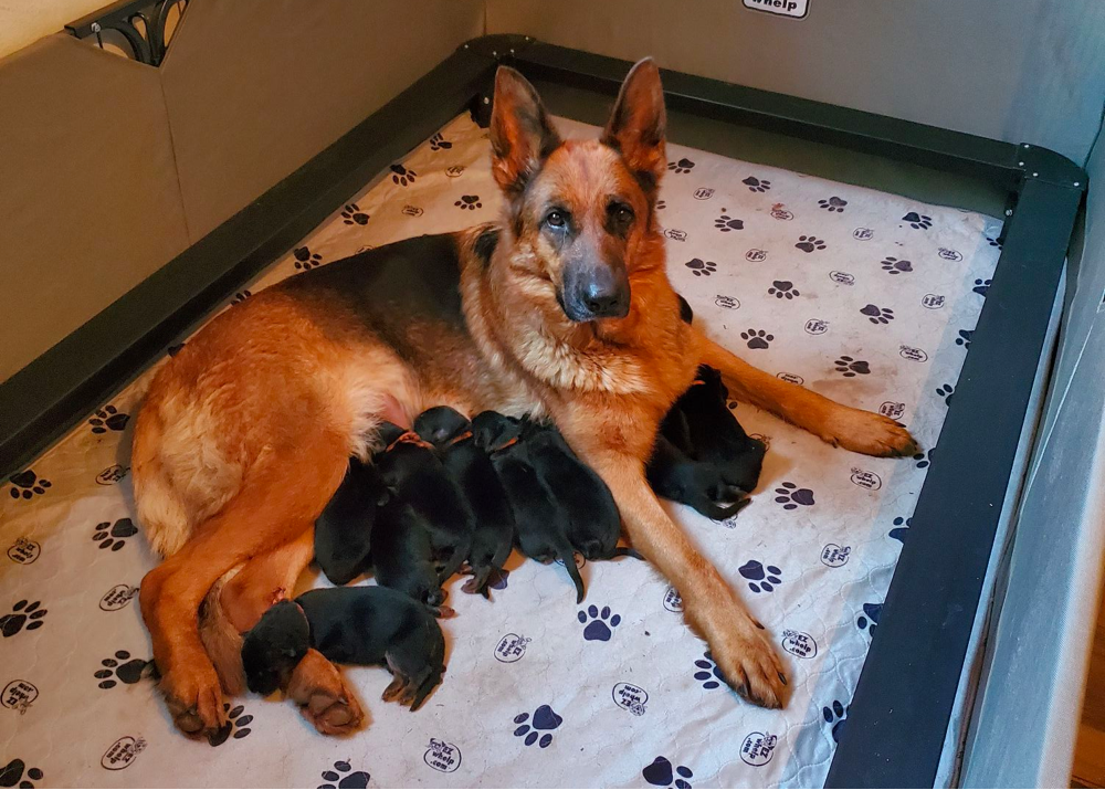 german shepherd puppies oregon