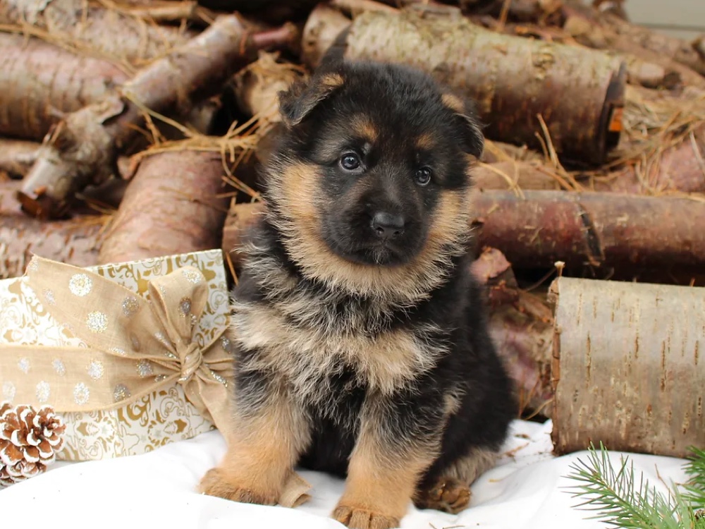 Helensberg German Shepherds