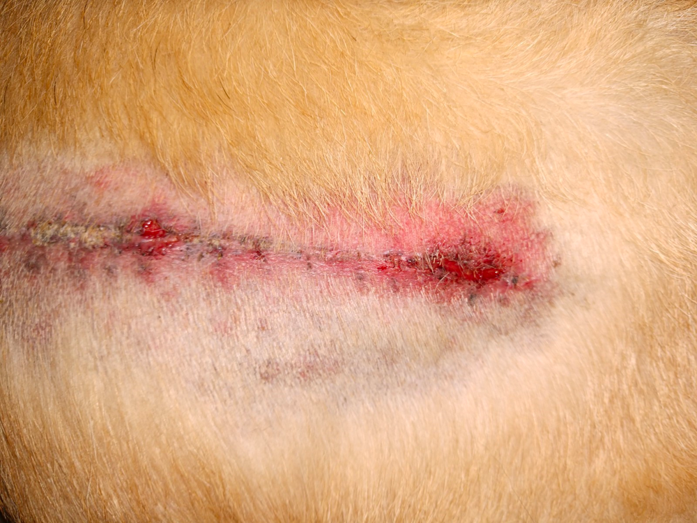 Hemophilia A in German Shepherds