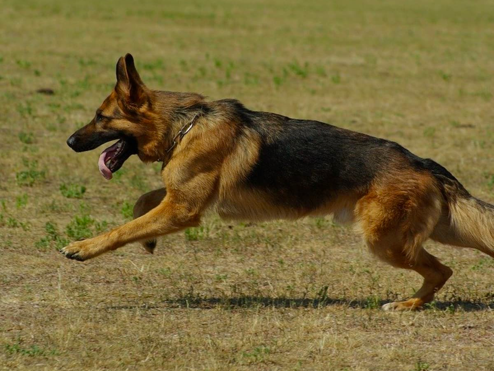 Hip Dysplasia in German Shepherds