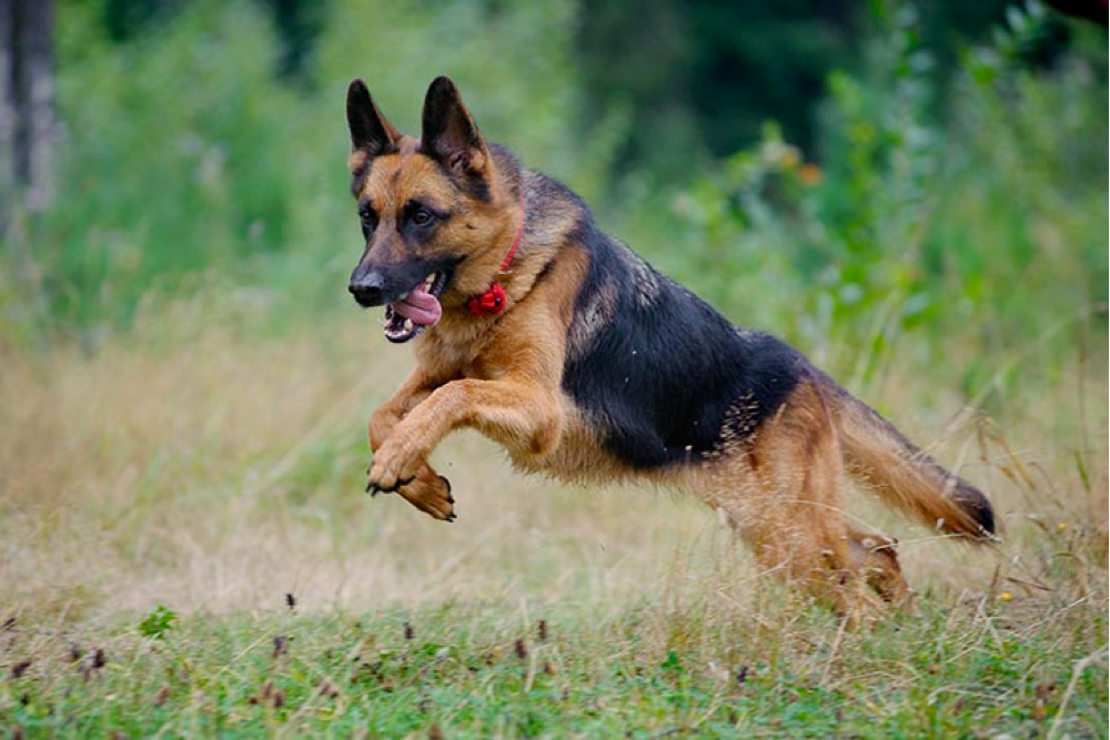 How Fast Can a German Shepherd Run