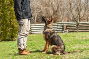How To Train Your German Shepherd Dog