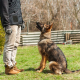 How To Train Your German Shepherd Dog