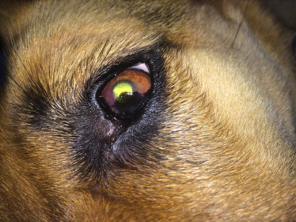 Keratitis or Pannus in German Shepherds