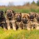 Kraftwerk K9 German Shepherds