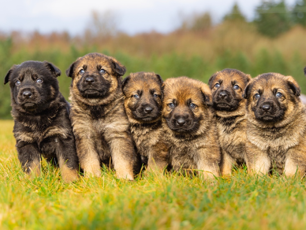 Kraftwerk K9 German Shepherds