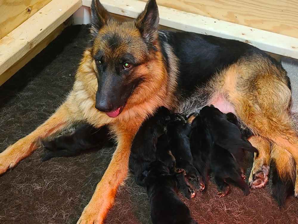 Little Creek German Shepherds