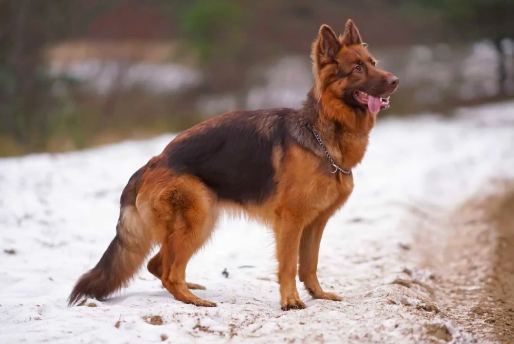 Liver German Shepherds