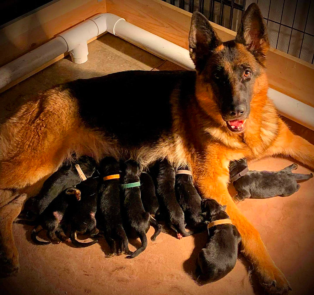 Majestic Royal German Shepherds