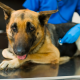 Mesothelioma Cancer in German Shepherds