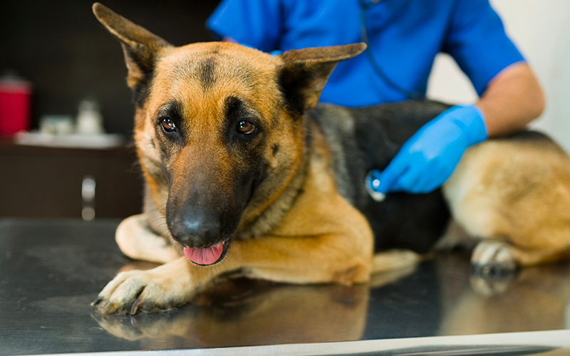 Mesothelioma Cancer in German Shepherds