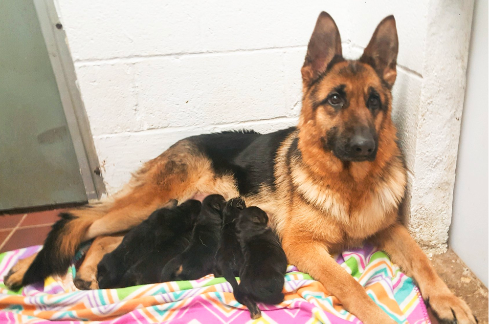 Misty Ridge German Shepherds