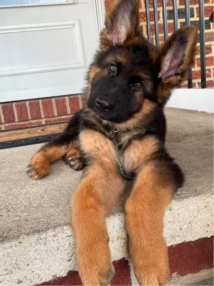 Mountain Pride German Shepherds