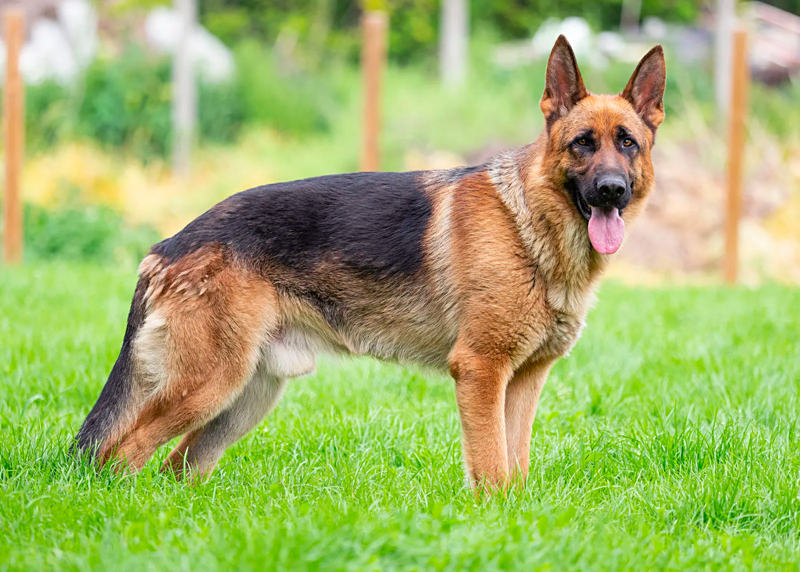 North American Line German Shepherd