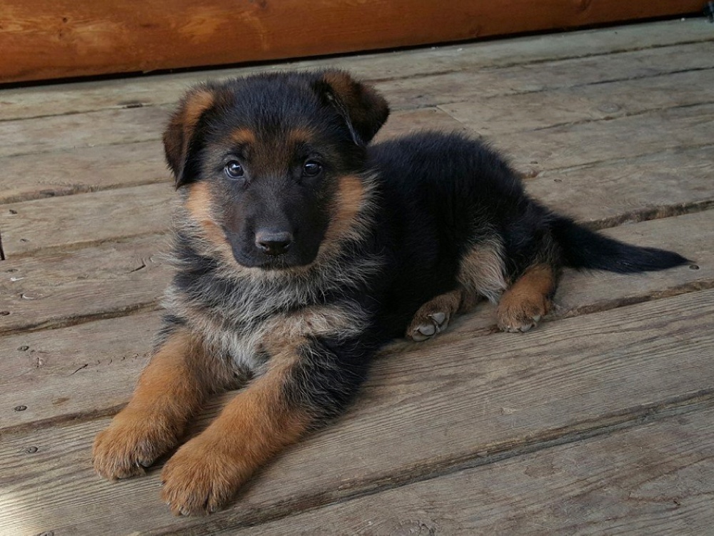 Northern Sky German Shepherds