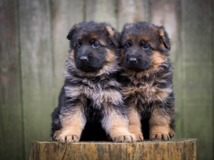 Northwest German Shepherds