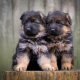 Northwest German Shepherds