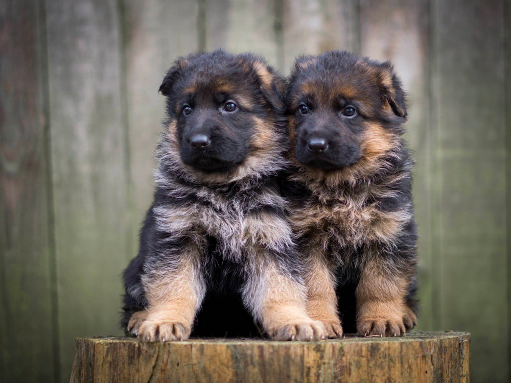 german shepherd puppies in washington state