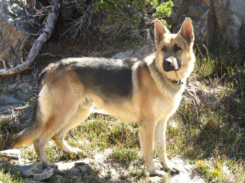 Old Style German Shepherd Dogs