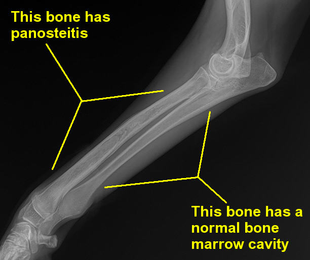 Panosteitis (Pano) or Long Bone Disease in German Shepherds