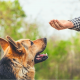 Positive Motivation Dog Training Technique