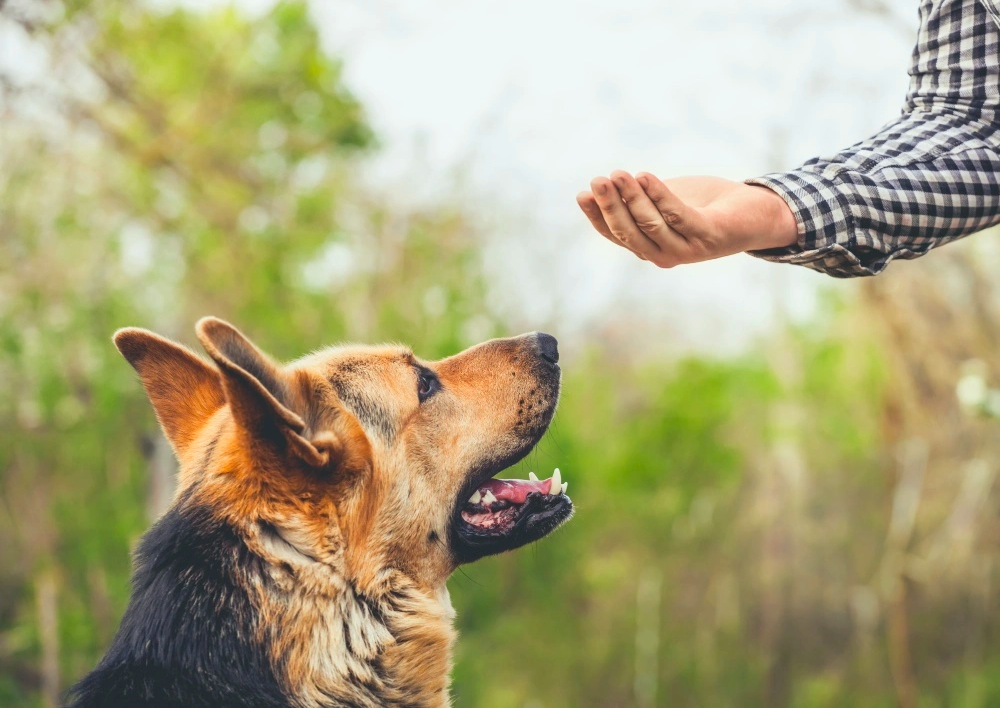 Positive Motivation Dog Training Technique