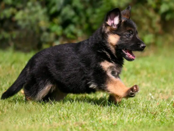 Potty Train a German Shepherd Puppy