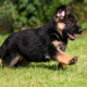 Potty Train a German Shepherd Puppy