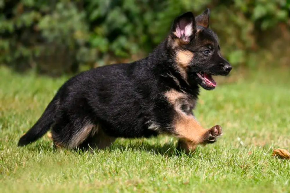 Potty Train a German Shepherd Puppy