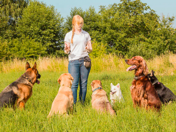 Professional Dog Trainer