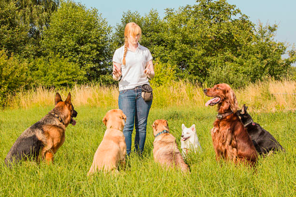 Professional Dog Trainer