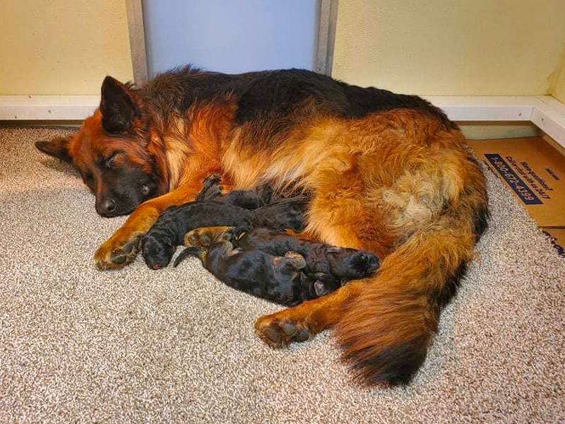 Rocky Mountain German Shepherds