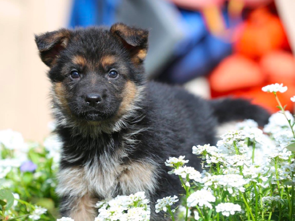 Royalhaus German Shepherds