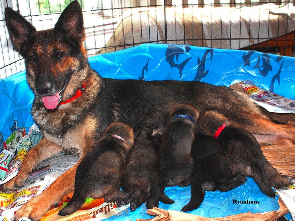 Ryanhaus Kennels