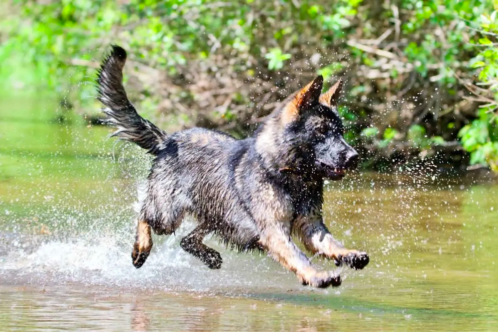 Sable German Shepherd Exercise