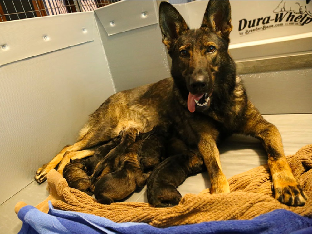 Sable Rock German Shepherd Dogs