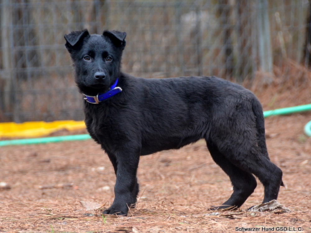 Schwarzer Hund German Shepherds